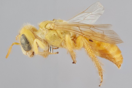 [Arhysosage male (lateral/side view) thumbnail]